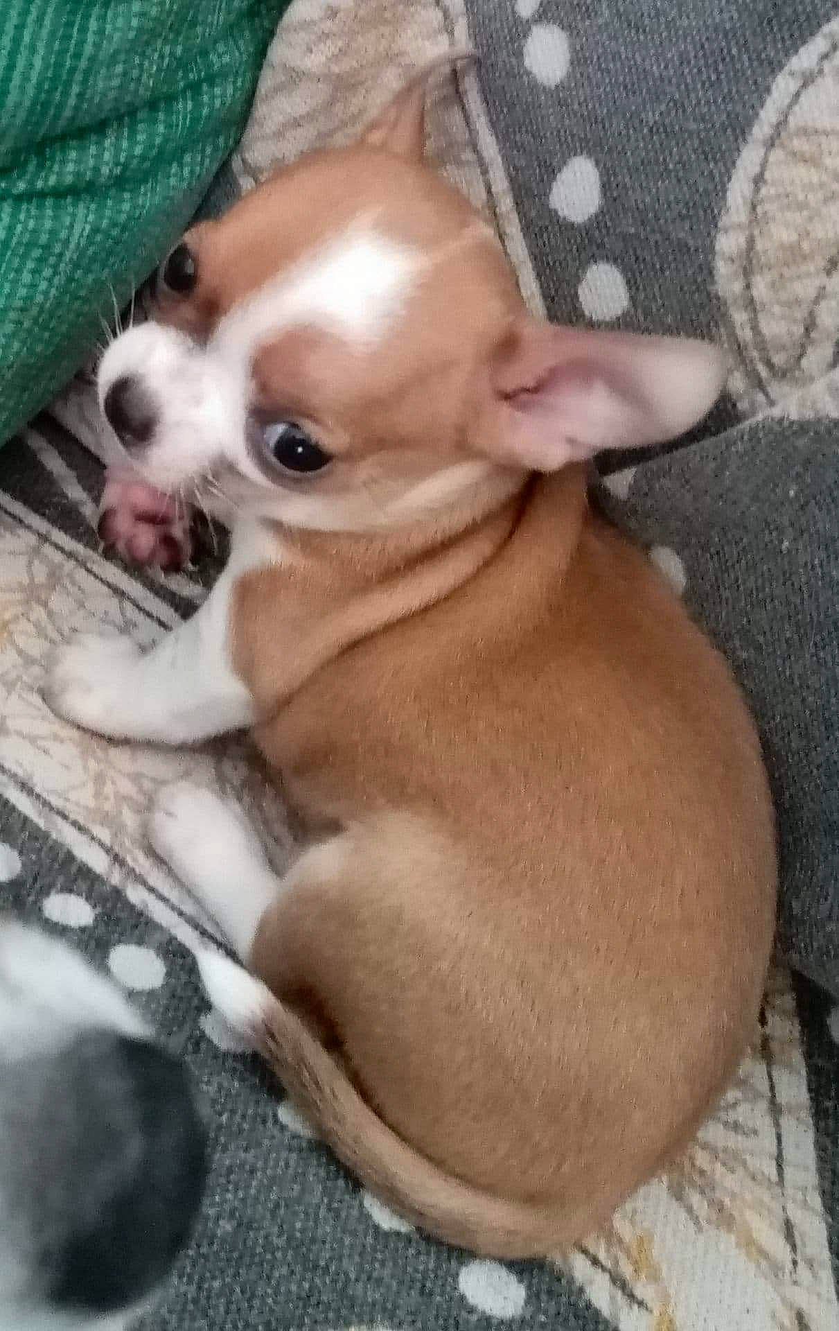 Rubi participe au concours pour gagner de l'argent avec cette photo : canidae, carnivore, chihuahua, companion_dog, corgi_chihuahua, dog, dog_breed, fawn, mammal, puppy, puppy_love, snout, toy_dog, vertebrate