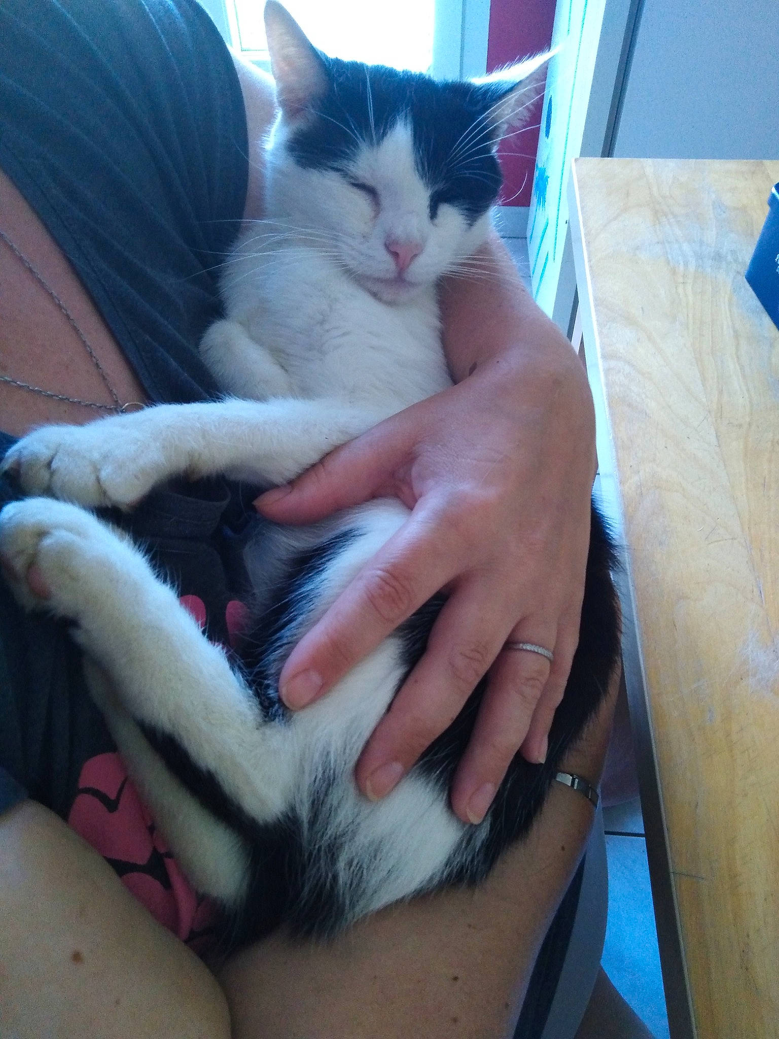 Fripouille a rejoint le concours — aidez-le/la à gagner de superbes lots ! asian, carnivore, cat, claw, domestic_long_haired_cat, domestic_short_haired_cat, felidae, fur, hand, kitten, lap, leg, ojos_azules, polydactyl_cat, small_to_medium_sized_cats, tail, turkish_angora, turkish_van, whiskers