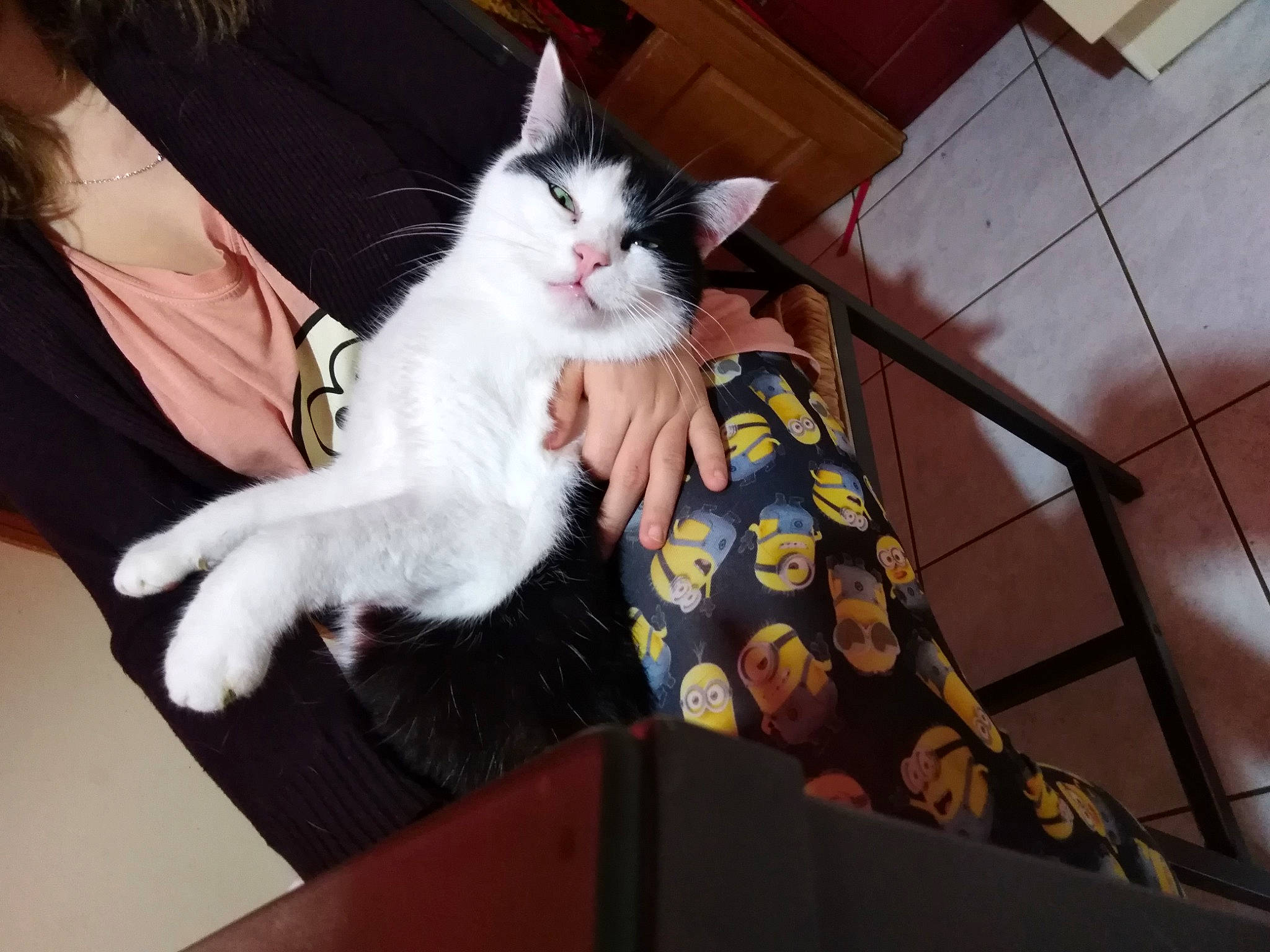 Fripouille participe au concours pour gagner de l'argent avec cette photo : aegean_cat, american_curl, asian, carnivore, cat, domestic_long_haired_cat, domestic_short_haired_cat, felidae, kitten, leg, polydactyl_cat, small_to_medium_sized_cats, turkish_angora, turkish_van, whiskers