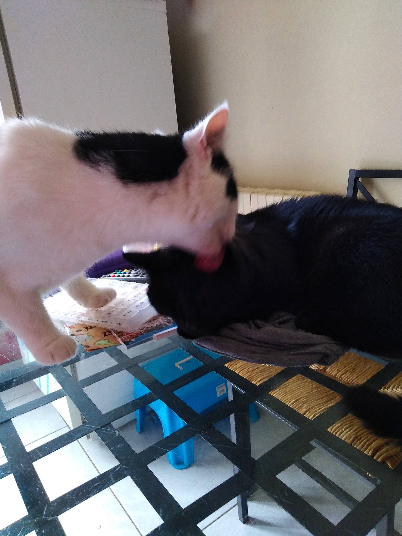 Fripouille participe au concours pour gagner de l'argent avec cette photo : carnivore, cat, felidae, furniture, kitten, small_to_medium_sized_cats, whiskers