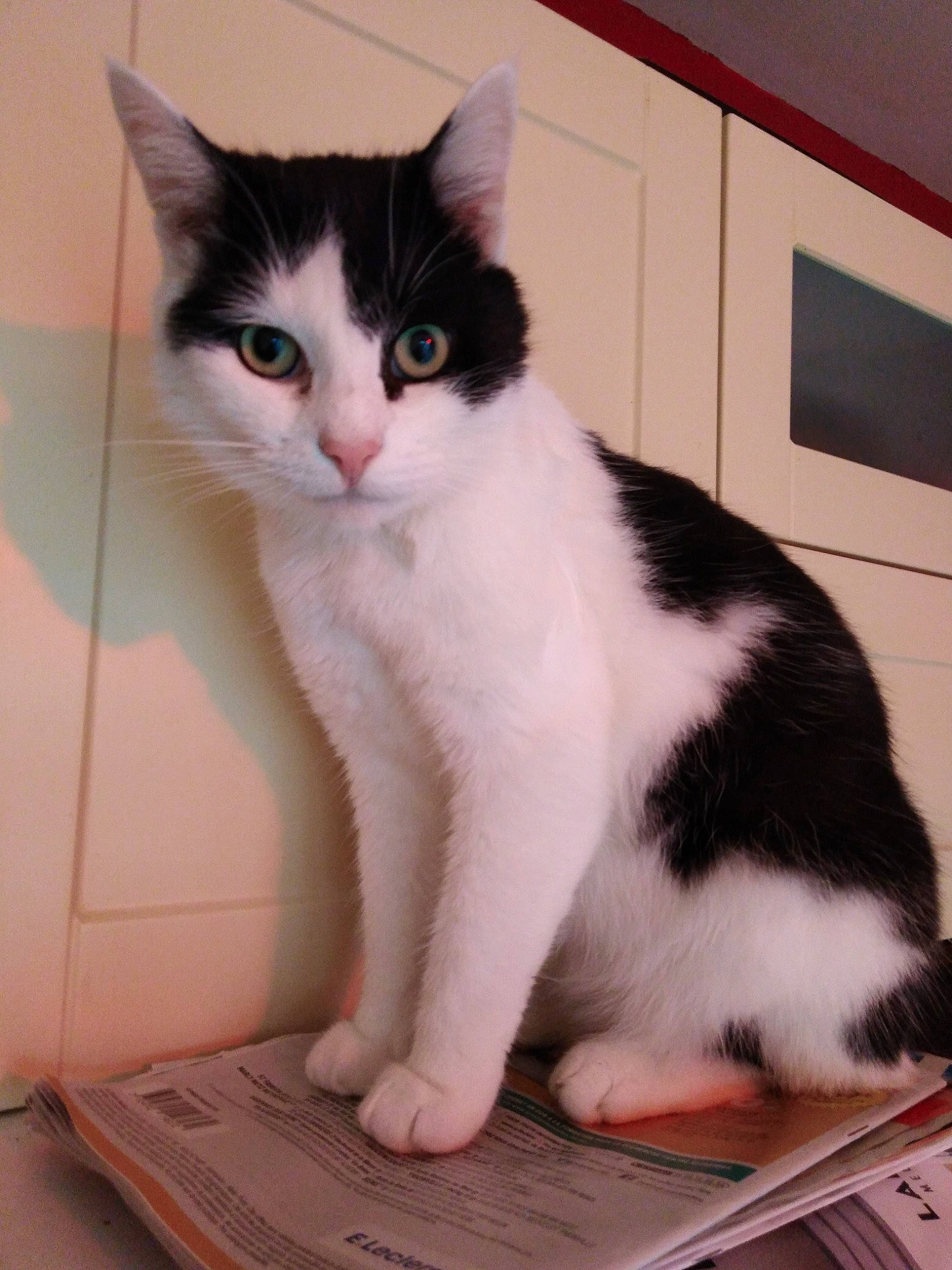 Fripouille participe au concours pour gagner de l'argent avec cette photo : aegean_cat, american_wirehair, carnivore, cat, cymric, domestic_long_haired_cat, domestic_short_haired_cat, european_shorthair, felidae, fur, japanese_bobtail, kitten, mammal, norwegian_forest_cat, paw, polydactyl_cat, small_to_medium_sized_cats, tail, vertebrate, whiskers