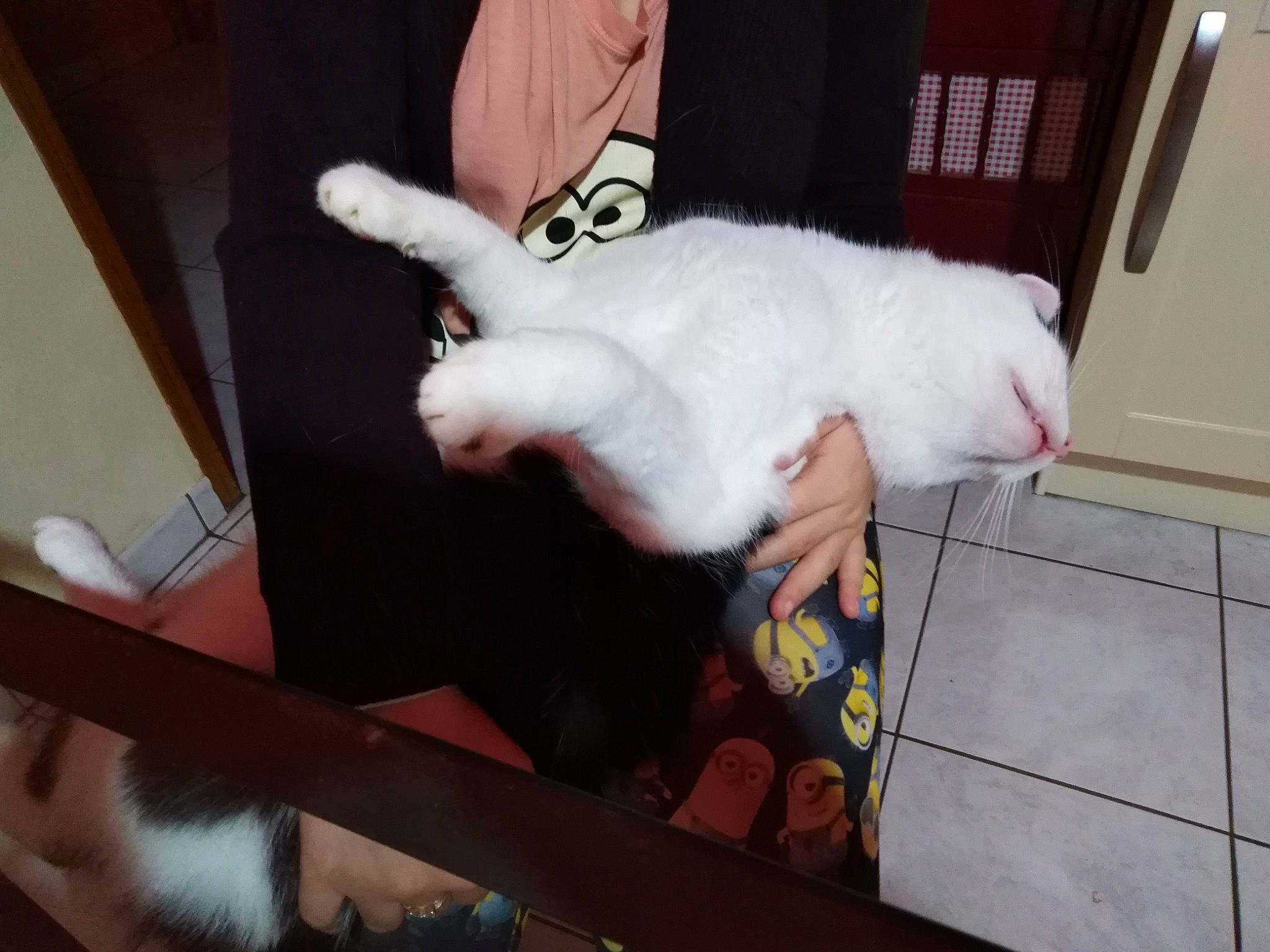 Fripouille a rejoint le concours — aidez-le/la à gagner de superbes lots ! carnivore, cat, ear, felidae, fur, leg, small_to_medium_sized_cats, tail, turkish_angora, turkish_van, whiskers