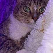 Binx joined the competition — help win amazing prizes! cat, tabby, close_up, green_eyes, paws, blanket, snuggling, fur, indoor, cozy, pet, relaxed, purple_light, whiskers, cute, animal, feline, soft_texture, resting, comfort