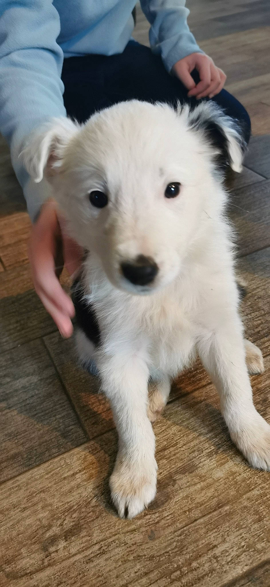Sunny participe au concours pour gagner de l'argent avec cette photo : american_eskimo_dog, canidae, carnivore, companion_dog, dog, dog_breed, eye, flooring, fur, hardwood, plank, snout, sporting_group, tail, terrestrial_animal, varnish, volpino_italiano, whiskers, wood, working_animal
