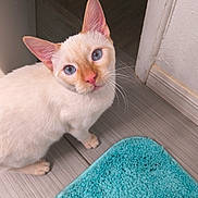 Snowball is registered to the contest to win money with this photo: animal, blue_eyes, cat, close_up, cream_fur, curious, cute, domestic_cat, doorframe, ears, feline, floor, home, indoor, looking_up, pet, rug, soft_light, tile_floor, whiskers