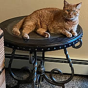 Al Capone is registered to the contest to win money with this photo: cat, orange_tabby, feline, pet, table, metal_table, indoor, carpet, wall, furniture, resting, curious, green_eyes, animal, domestic_animal, cozy, home, looking, relaxed, fluffy