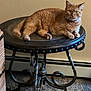 cat, orange_tabby, feline, pet, table, metal_table, indoor, carpet, wall, furniture, resting, curious, green_eyes, animal, domestic_animal, cozy, home, looking, relaxed, fluffy