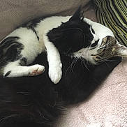 Musty And Kiko joined the competition — help win amazing prizes! black, cat, cat_like_mammal, domestic_short_haired_cat, european_shorthair, fauna, fur, kitten, nap, paw, small_to_medium_sized_cats, tail, whiskers