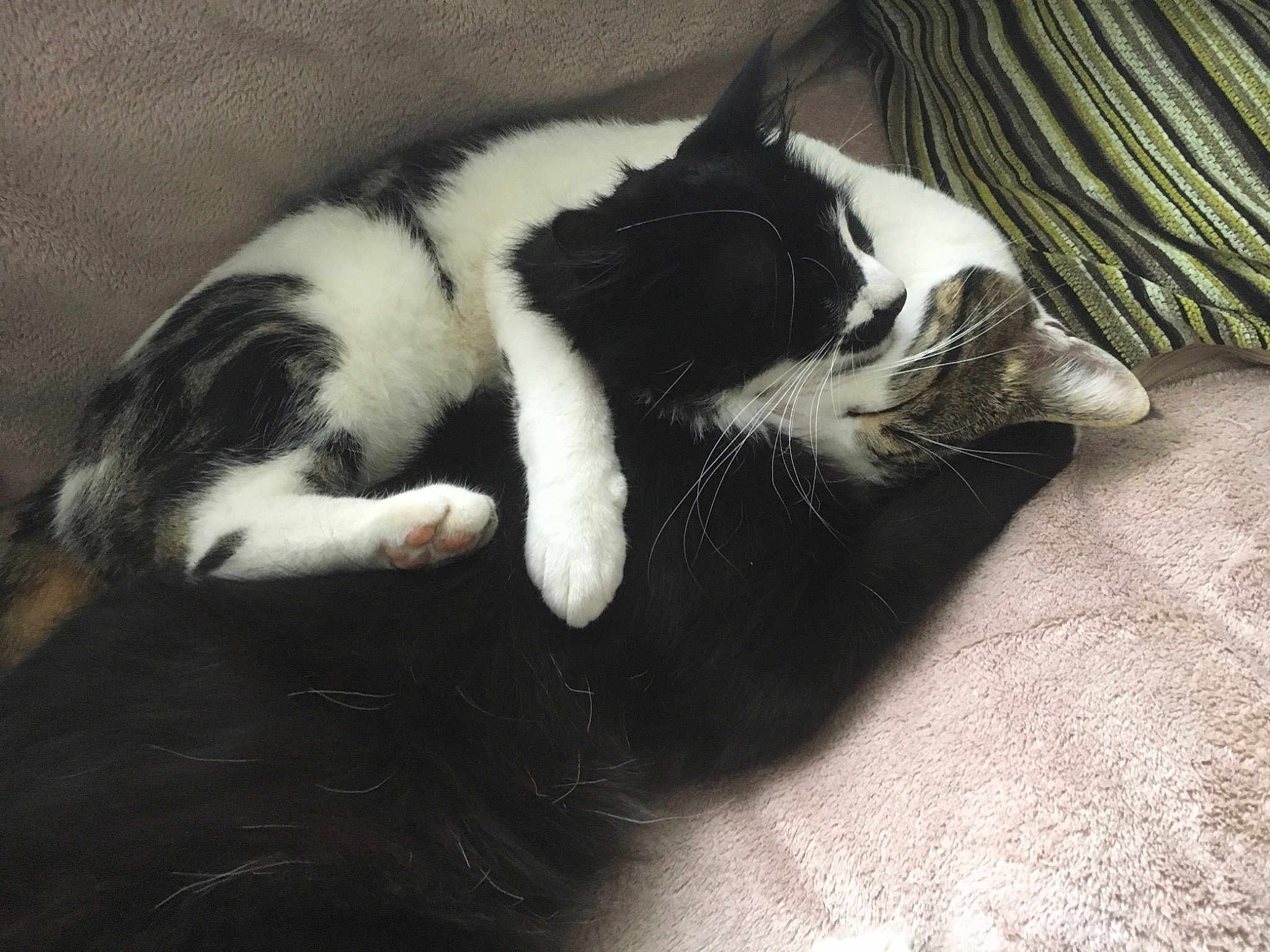 Musty And Kiko
