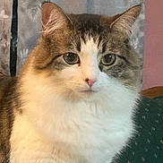 Isabelle is registered to the contest to win money with this photo: cat, calico_cat, fluffy, fur, pet, animal, portrait, closeup, face, eyes, ears, whiskers, nose, white_fur, orange_fur, gray_fur, indoor, cozy, sitting, photography