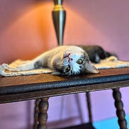 Izzy joined the competition — help win amazing prizes! abyssinian, animal, architecture, building, canine, cat, dog, furniture, hardwood, indoors, interiordesign, kitten, lamp, lampshade, livingroom, manx, pet, table, tablelamp, wood
