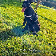 Honey a rejoint le concours — aidez-le/la à gagner de superbes lots ! architecture, backyard, building, face, field, grass, grassland, head, lawn, nature, outdoors, park, person, photography, plant, portrait, shelter, tree, vegetation, yard