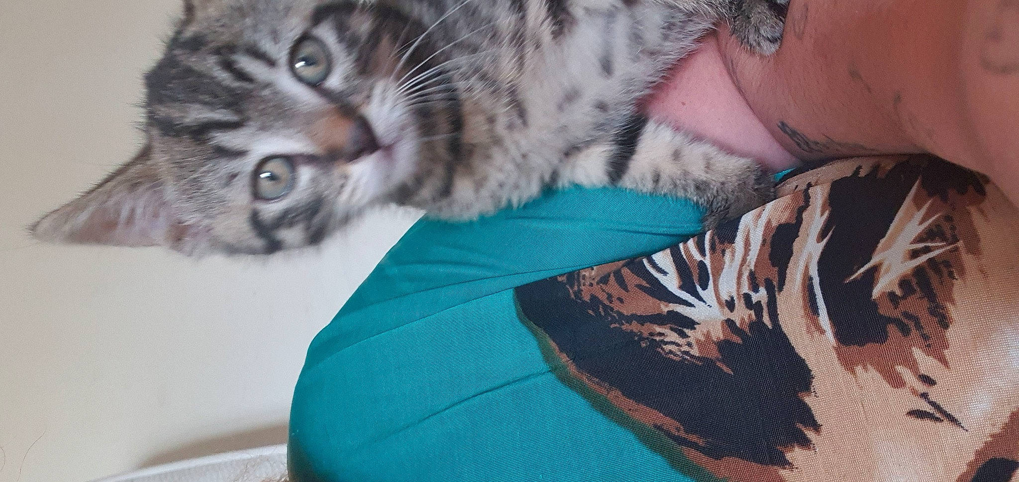 Payet a rejoint le concours — aidez-le/la à gagner de superbes lots ! american_bobtail, american_shorthair, asian, carnivore, cat, domestic_short_haired_cat, dragon_li, ear, egyptian_mau, european_shorthair, felidae, fur, kitten, mammal, pixie_bob, siberian, small_to_medium_sized_cats, tabby_cat, toyger, whiskers