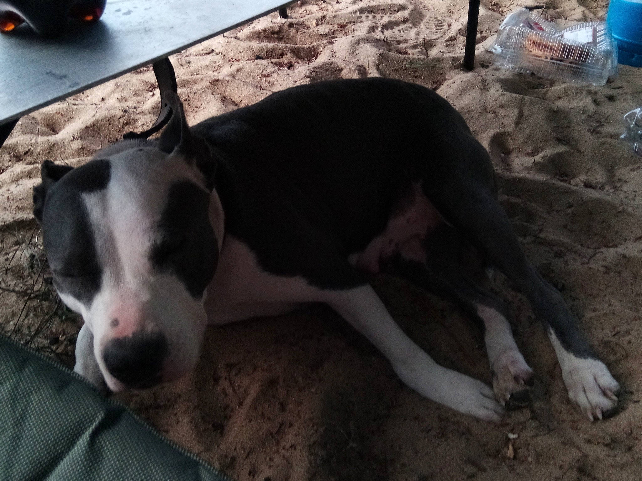 Ina participe au concours pour gagner de l'argent avec cette photo : american_pit_bull_terrier, american_staffordshire_terrier, bully_kutta, canidae, carnivore, dog, dog_breed, fawn, great_dane, mammal, non_sporting_group, pit_bull, snout, vertebrate