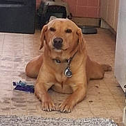 Gunnison joined the competition — help win amazing prizes! dog, golden_dog, pet, sitting, indoor, floor, carpet, tile, hallway, collar, tag, toy, brown_fur, floppy_ears, front_view, looking_at_camera, relaxed, cute, home, portrait