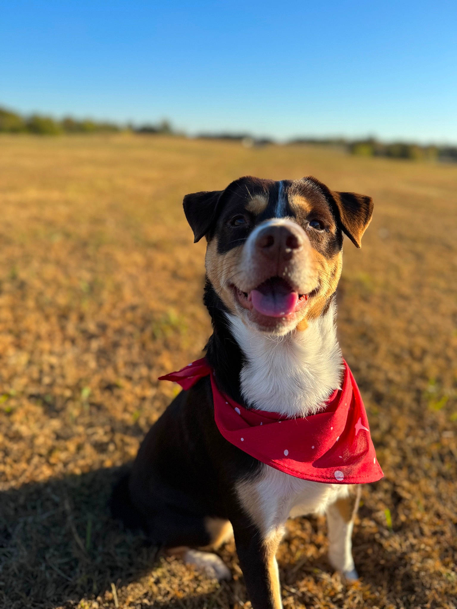 Kobe joined the competition — help win amazing prizes! canidae, carnivore, collar, companion_dog, dog, dog_breed, dog_collar, fashion_accessory, fawn, grass, happy, horizon, landscape, plant, sky, snout, soil, sporting_group, whiskers, working_animal