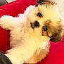 Pookie joined the competition — help win amazing prizes! puppy, dog, fluffy, white_fur, brown_fur, pet, cute, animal, indoors, red_background, closeup, young_dog, small_dog, fur, canine, adorable, looking_at_camera, soft, cuddly, companion