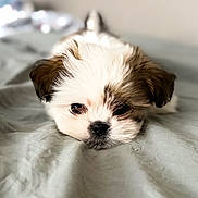 Pookie joined the competition — help win amazing prizes! puppy, dog, bed, blanket, cute, fluffy, white, brown, lying_down, pet, animal, soft, indoors, sleepy, fur, closeup, adorable, young, resting, face