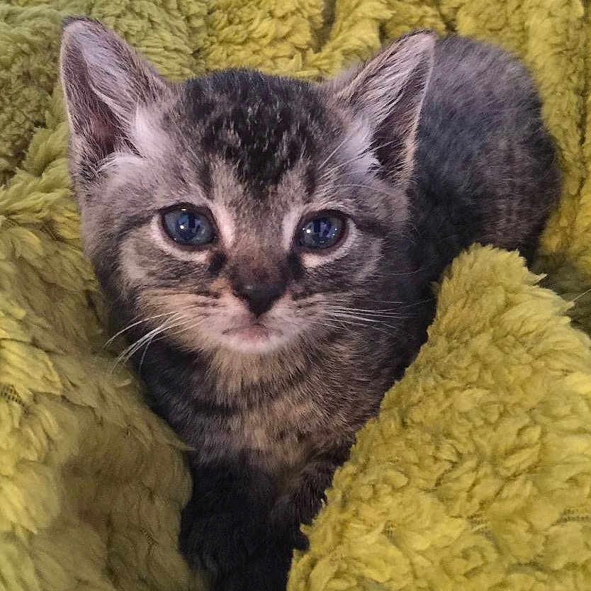 Willow