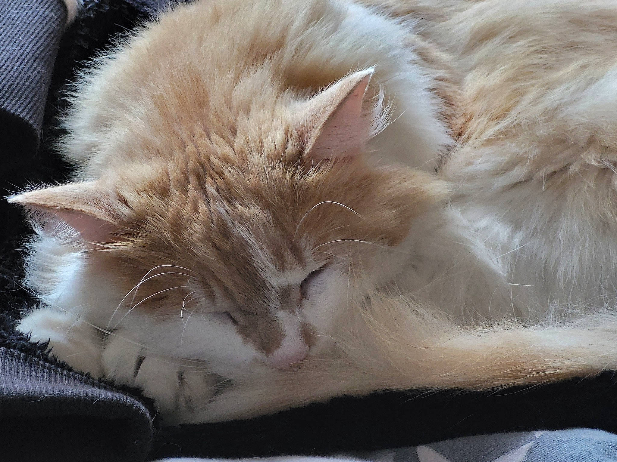 Wilbur participe au concours pour gagner de l'argent avec cette photo : carnivore, cat, claw, close_up, comfort, domestic_short_haired_cat, fawn, felidae, fur, nap, paw, sleep, small_to_medium_sized_cats, snout, tail, whiskers