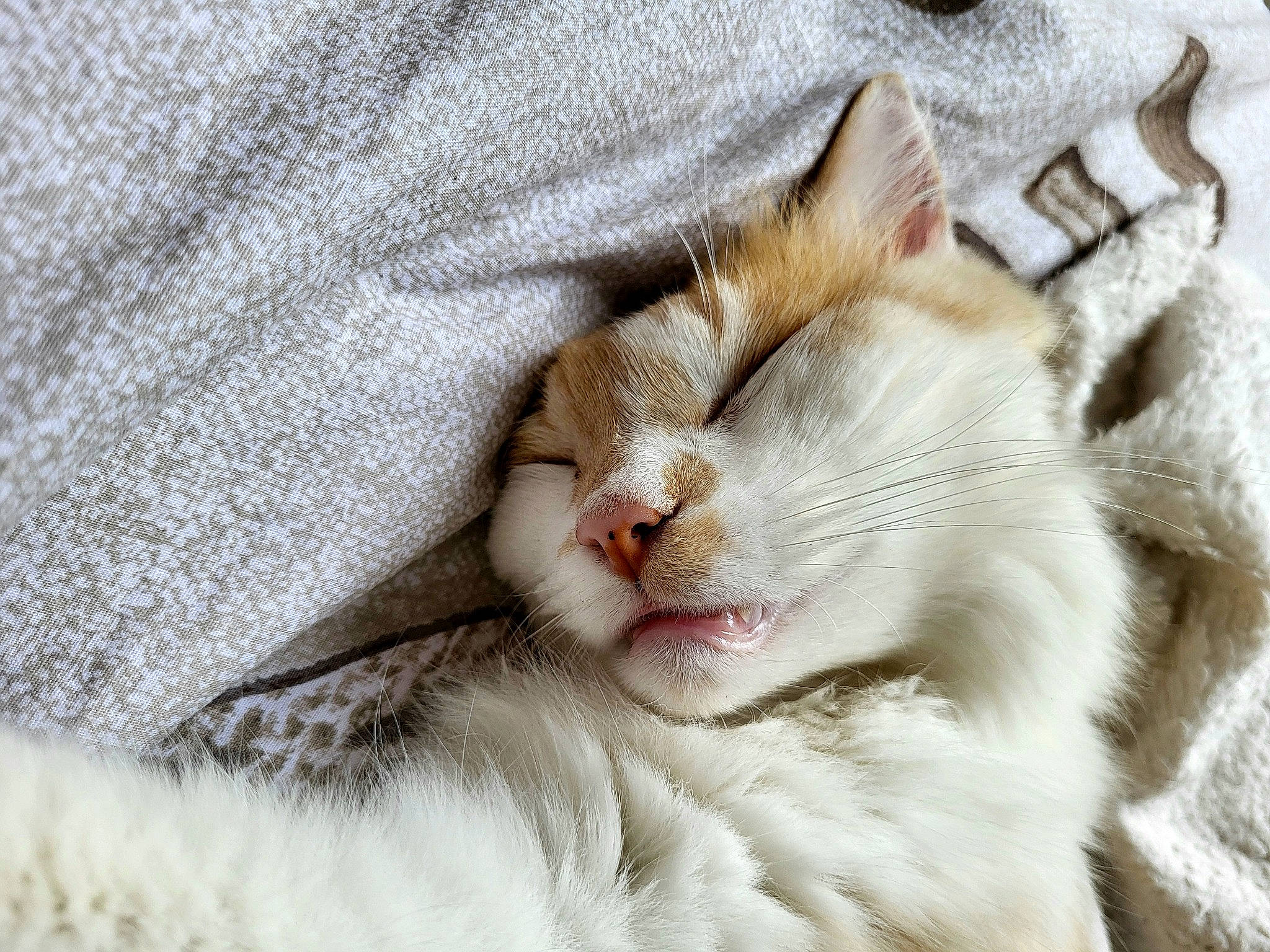 Wilbur participe au concours pour gagner de l'argent avec cette photo : carnivore, cat, claw, comfort, domestic_short_haired_cat, fang, fawn, felidae, fur, nap, paw, sleep, small_to_medium_sized_cats, snout, tail, terrestrial_animal, whiskers, yawn