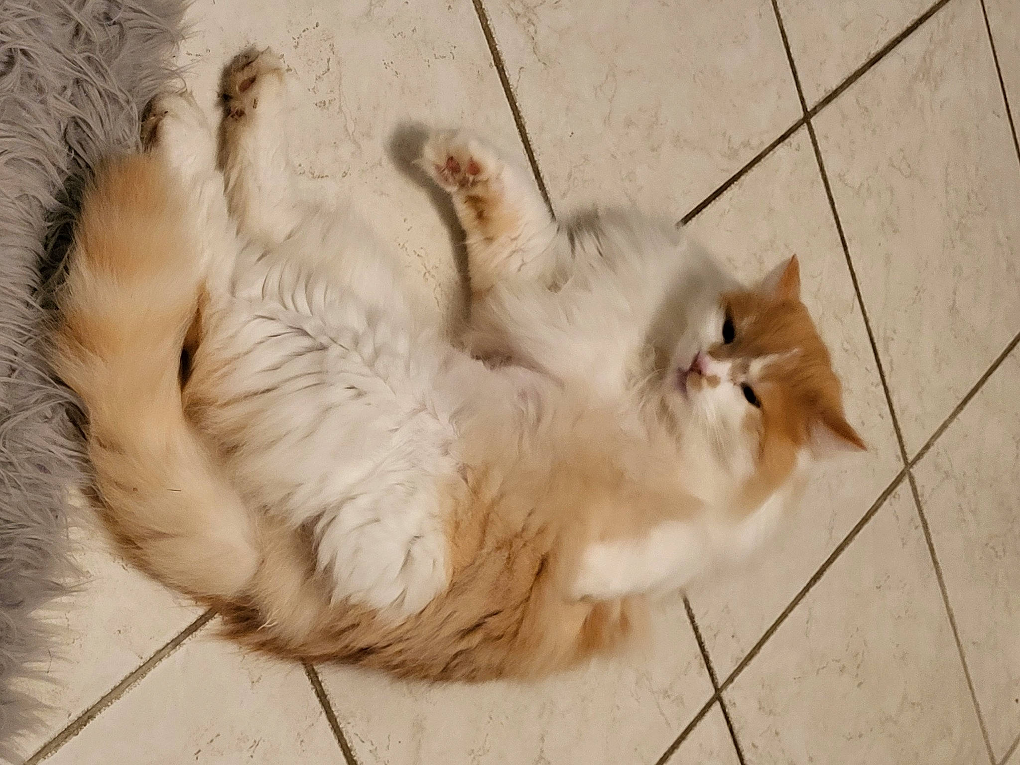 Wilbur a rejoint le concours — aidez-le/la à gagner de superbes lots ! carnivore, cat, claw, comfort, dog_breed, fawn, felidae, flooring, foot, fur, hardwood, mammal, paw, small_to_medium_sized_cats, snout, tail, terrestrial_animal, tile_flooring, whiskers, wood