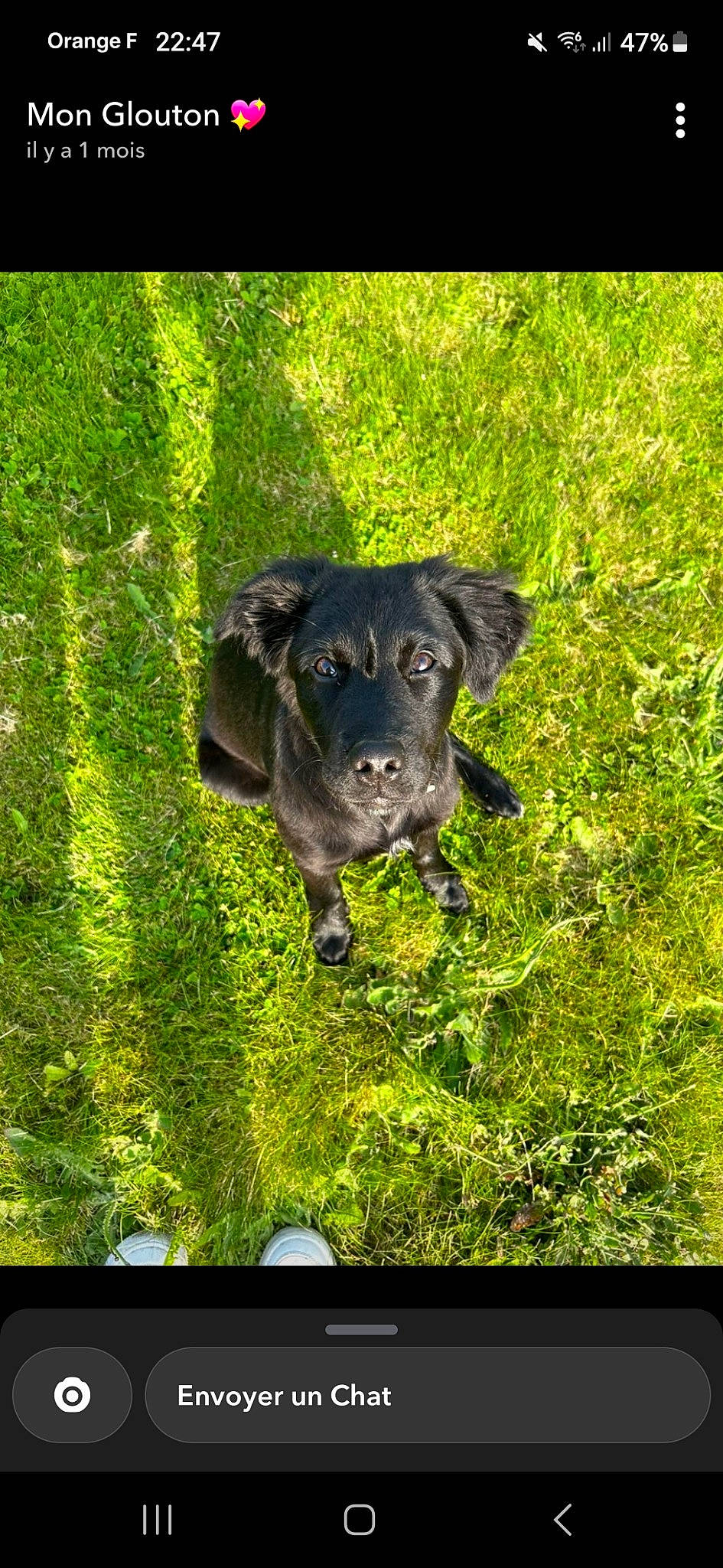 Aria participe au concours pour gagner de l'argent avec cette photo : carnivore, companion_dog, dog, dog_breed, font, forest, garden, grass, groundcover, guard_dog, landscape, leaf, natural_landscape, plant, rectangle, shrub, sporting_group, terrestrial_animal, terrestrial_plant, working_animal