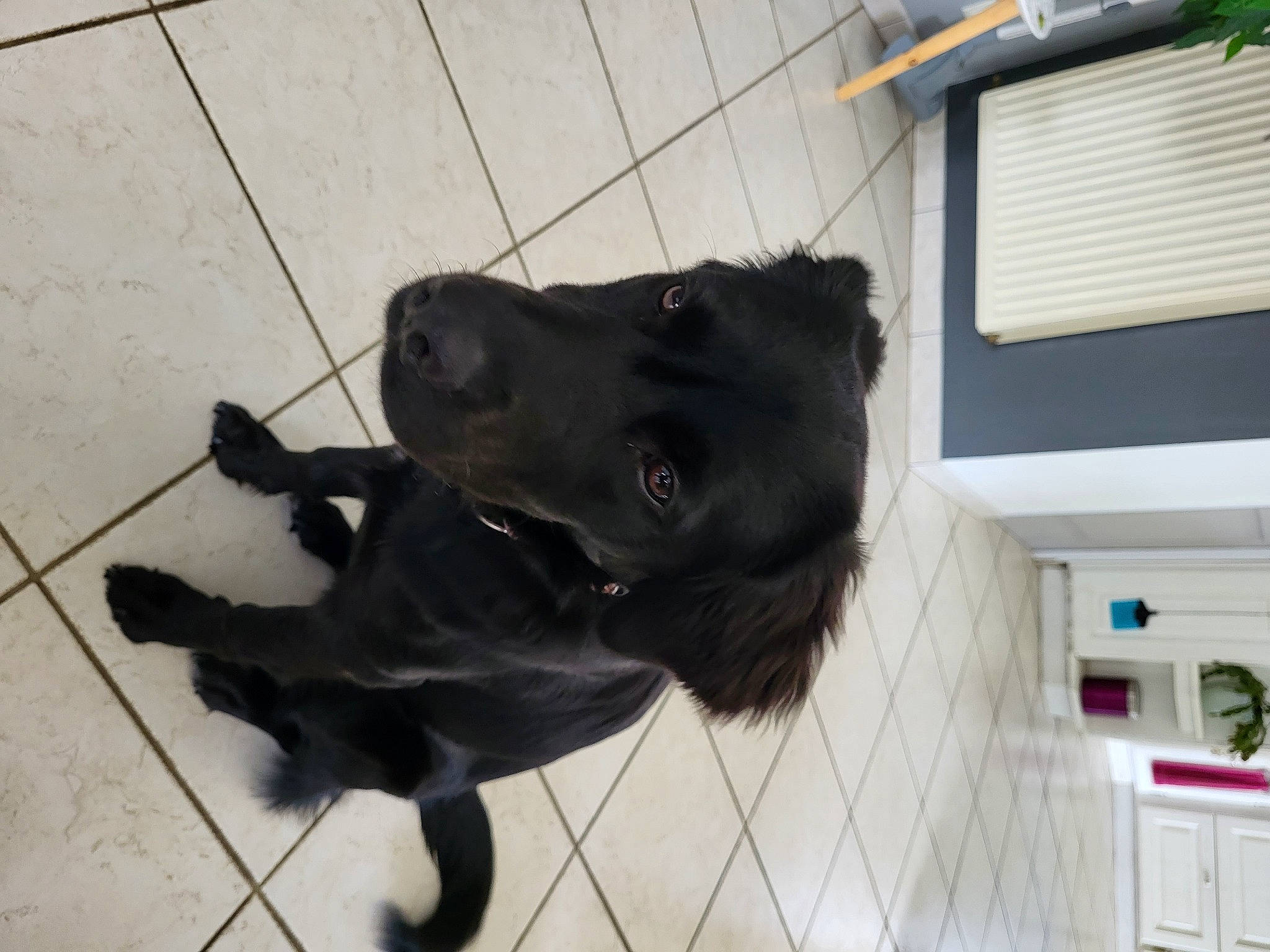 Aria participe au concours pour gagner de l'argent avec cette photo : borador, canidae, carnivore, collar, companion_dog, dog, dog_breed, dog_collar, flooring, fur, leash, non_sporting_group, pet_supply, snout, sporting_group, tail, working_animal