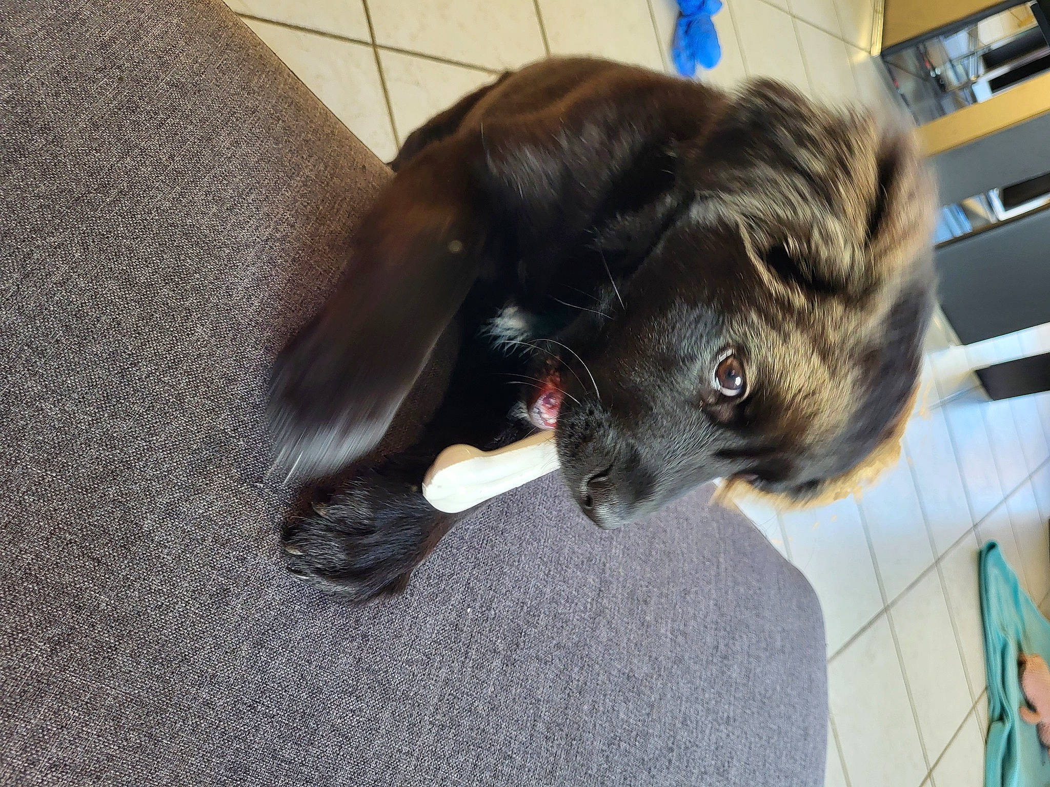 Aria a rejoint le concours — aidez-le/la à gagner de superbes lots ! borador, canidae, carnivore, claw, comfort, companion_dog, dog, dog_breed, fawn, felidae, fur, liver, pet_supply, small_to_medium_sized_cats, snout, sporting_group, tail, terrestrial_animal, whiskers, working_animal