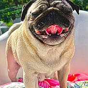Poupi participe au concours pour gagner de l'argent avec cette photo : dog, pug, animal, pet, outdoor, sunlight, happy, tongue_out, butterfly_clips, colorful, fabric, floral_pattern, cute, smiling, closeup, nature, greenery, summer, playful, portrait