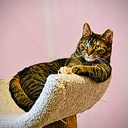 Harper joined the competition — help win amazing prizes! cat, tabby_cat, cat_tree, feline, pet, animal, indoor, resting, relaxed, fur, whiskers, ears, claws, perch, household, cozy, pink_background, portrait, cute, domestic_cat