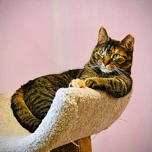 Harper joined the competition — help win amazing prizes! cat, tabby_cat, cat_tree, feline, pet, animal, indoor, resting, relaxed, fur, whiskers, ears, claws, perch, household, cozy, pink_background, portrait, cute, domestic_cat