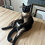 cat, siamese_cat, table, wooden_table, indoor, pet, relaxed, sitting, furniture, fireplace, home, curious, animal, whiskers, ears, tail, legs, paws, domestic_cat, cozy