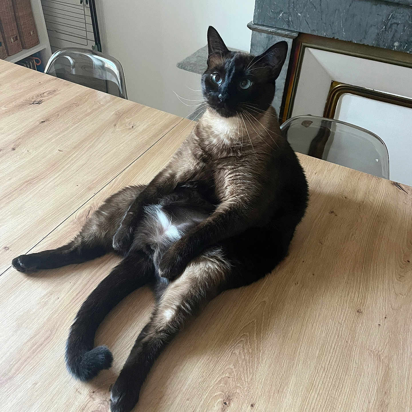 Téo a rejoint le concours — aidez-le/la à gagner de superbes lots ! animal, cat, cozy, curious, domestic_cat, ears, fireplace, furniture, home, indoor, legs, paws, pet, relaxed, siamese_cat, sitting, table, tail, whiskers, wooden_table