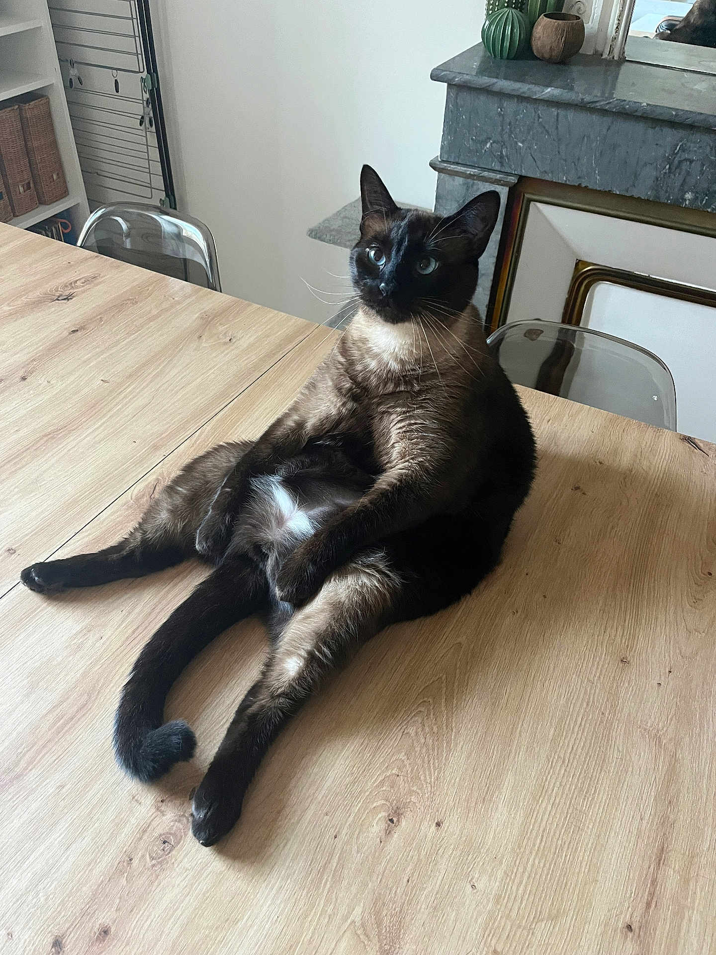 Téo a rejoint le concours — aidez-le/la à gagner de superbes lots ! cat, siamese_cat, table, wooden_table, indoor, pet, relaxed, sitting, furniture, fireplace, home, curious, animal, whiskers, ears, tail, legs, paws, domestic_cat, cozy