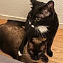 cat, cats, black_cat, siamese_cat, pet, animal, indoor, wooden_floor, wall, fur, domestic_animal, whiskers, ears, eyes, cute, companion, resting, floor, two_animals, friendship