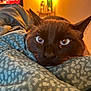 Téo participe au concours pour gagner de l'argent avec cette photo : cat, black_cat, blue_eyes, close_up, blanket, cozy, resting, whiskers, indoor, warm_light, bedroom, furniture, bottle, blurred_background, soft_texture, pet, animal, cute, sleepy, relaxed