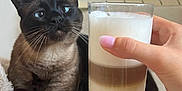 Téo participe au concours pour gagner de l'argent avec cette photo : beverage, blanket, cat, claws, coffee, couch, domestic_animal, feline, foam, fur, furry, glass, hand, indoor, mammal, nails, pet, relaxing, siamese_cat, whiskers