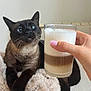 Téo participe au concours pour gagner de l'argent avec cette photo : cat, siamese_cat, coffee, glass, hand, blanket, furry, indoor, pet, feline, relaxing, couch, fur, mammal, domestic_animal, whiskers, claws, nails, beverage, foam