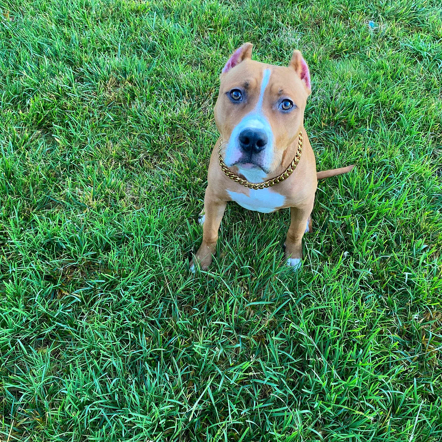 Guapo is registered to the contest to win money with this photo: accessories, animal, ball, boxer, bulldog, canine, dog, grass, green, hound, lawn, nature, outdoors, pet, plant, puppy, sport, strap, tennis, tennisball