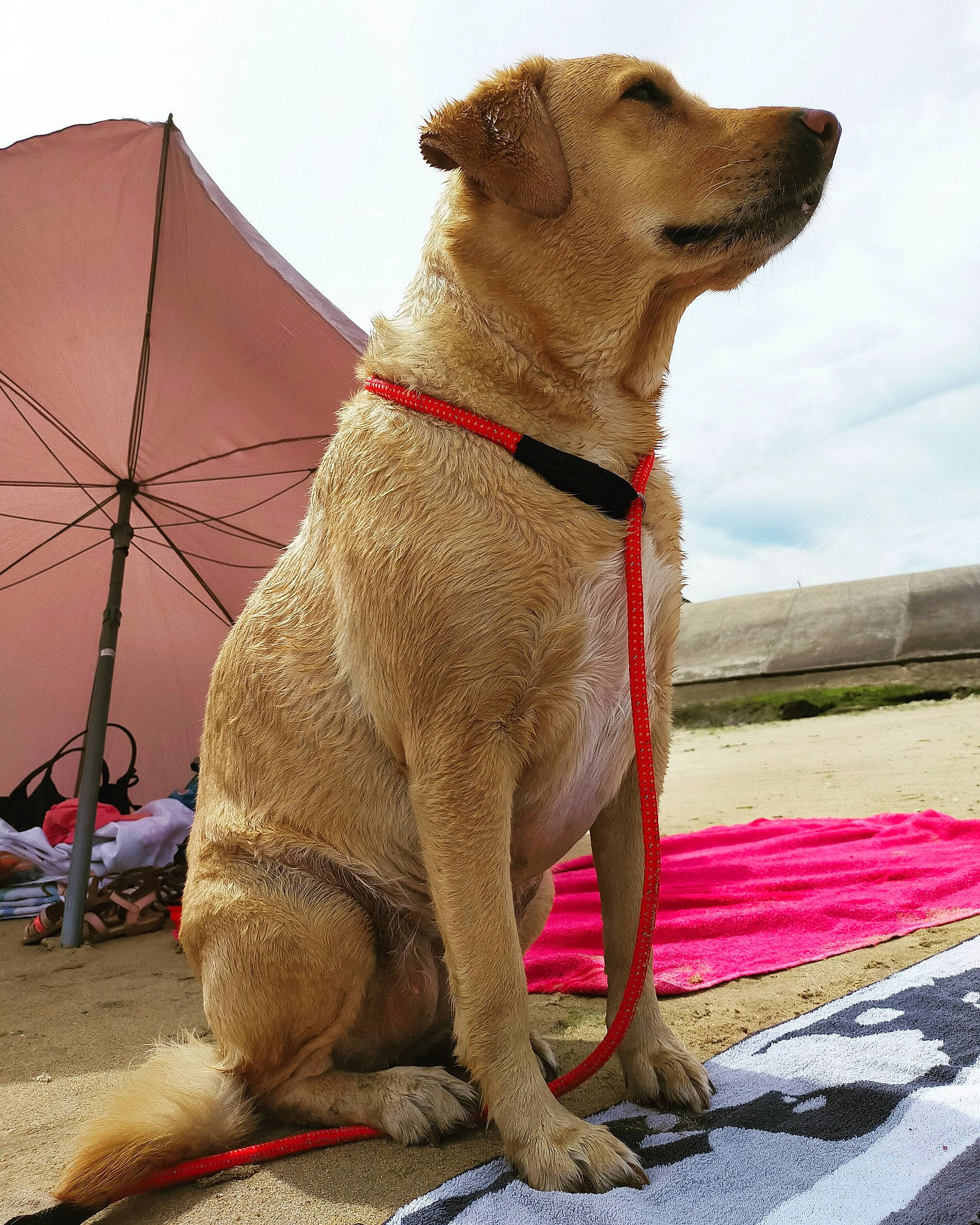 Dyna participe au concours pour gagner de l'argent avec cette photo : canidae, carnivore, cloud, collar, companion_dog, dog, dog_breed, dog_collar, dog_supply, fashion_accessory, fawn, guard_dog, leash, liver, pet_supply, retriever, sky, snout, sporting_group, working_animal