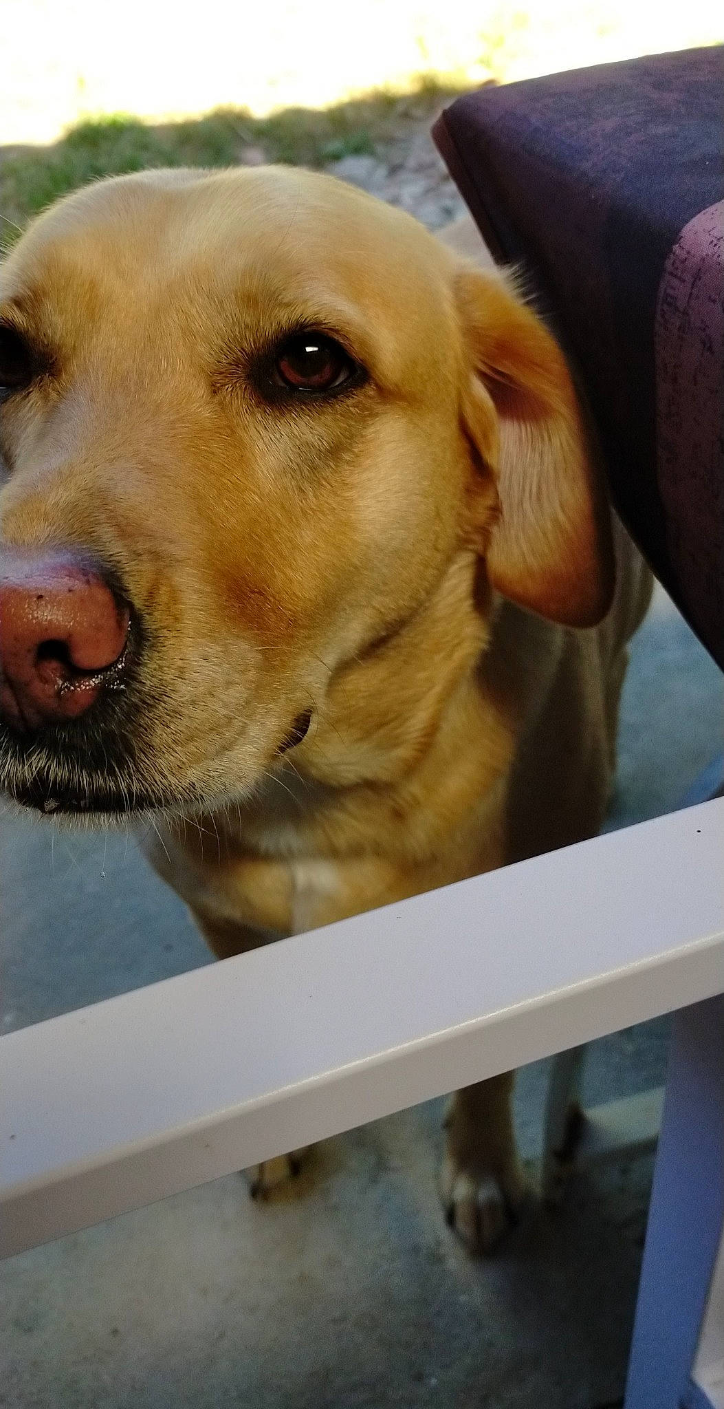 Dyna a rejoint le concours — aidez-le/la à gagner de superbes lots ! canidae, carnivore, collar, companion_dog, dog, dog_breed, dog_collar, fawn, fence, fur, golden_retriever, labrador_retriever, paw, pet_supply, photo_caption, retriever, snout, sporting_group, whiskers, working_animal