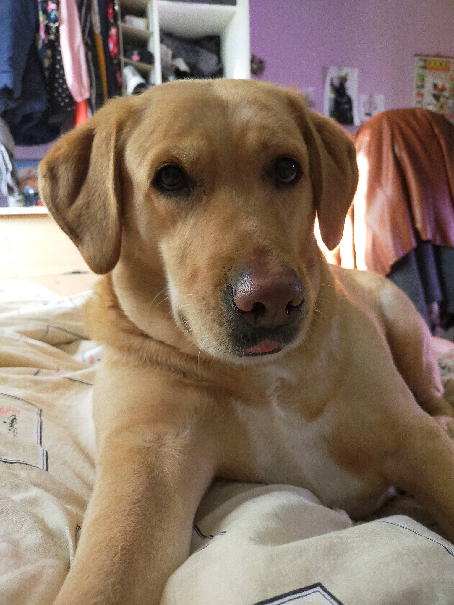 Dyna participe au concours pour gagner de l'argent avec cette photo : canidae, carnivore, collar, companion_dog, dog, dog_breed, dog_collar, dog_supply, ear, fawn, fur, gun_dog, labrador_retriever, liver, paw, retriever, snout, sporting_group, whiskers, working_animal