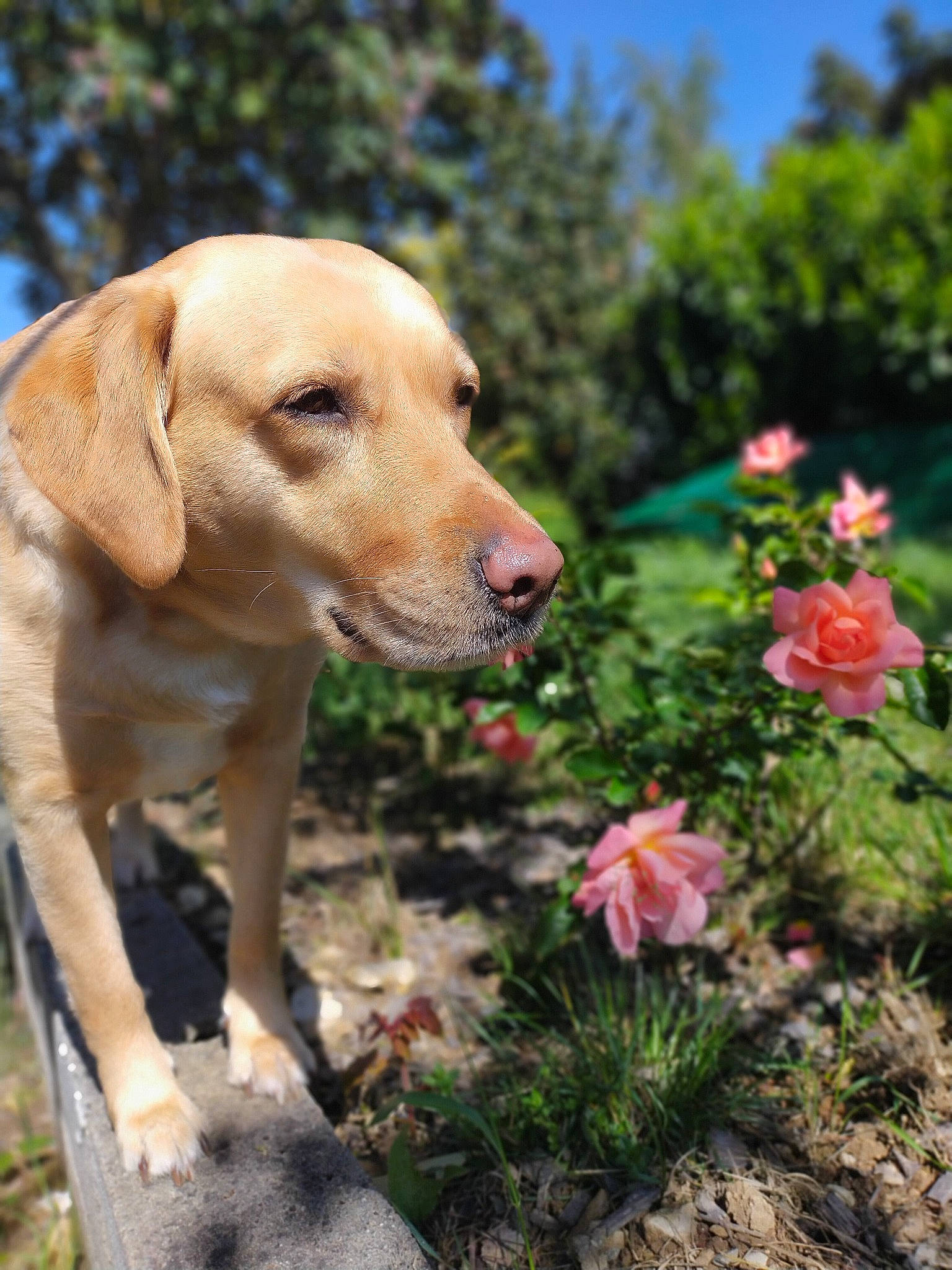 Dyna a rejoint le concours — aidez-le/la à gagner de superbes lots ! annual_plant, ball, carnivore, companion_dog, dog, dog_breed, fawn, flower, grass, gun_dog, landscape, petal, plant, rose, sky, snout, sporting_group, tree, wilderness, working_animal