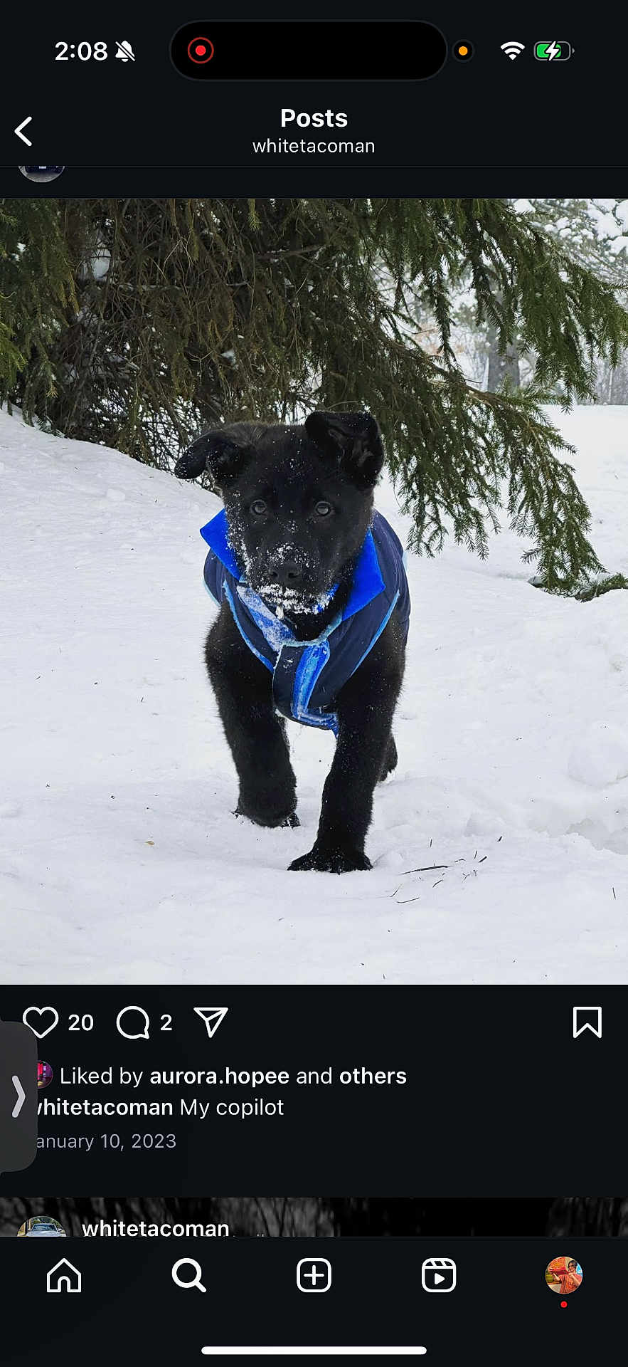 Oso joined the competition — help win amazing prizes! puppy, dog, black_dog, snow, winter, blue_coat, pine_tree, outdoor, nature, canine, walking, cold_weather, animal, pet, fur, snowflakes, young_dog, forest, curious, adventure
