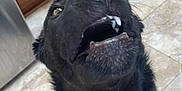 Oso joined the competition — help win amazing prizes! dog, black_dog, pet, canine, mouth_open, teeth, kitchen, tile_floor, cabinet, indoor, close_up, looking_up, fur, animal, domestic_animal, playful, cute, whiskers, snout, nose