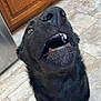 dog, black_dog, pet, canine, mouth_open, teeth, kitchen, tile_floor, cabinet, indoor, close_up, looking_up, fur, animal, domestic_animal, playful, cute, whiskers, snout, nose
