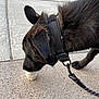 Oso is registered to the contest to win money with this photo: dog, black_dog, collar, leash, side_profile, outdoor, concrete_sidewalk, pet, canine, animal, close_up, sniffing, walking, daylight, curious, fur, paw, head, ears, leash_clip