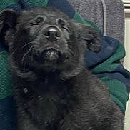 Oso is registered to the contest to win money with this photo: dog, black_dog, pet, animal, close_up, sleeping, resting, furry, canine, domestic_animal, companion, indoor, person, sweater, striped_clothing, cozy, relaxation, face, whiskers, fur
