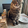 Lana is registered to the contest to win money with this photo: cat, tabby_cat, fluffy, longhaired, pet, animal, portrait, sitting, indoors, dining_room, table, table_runner, plate, wooden_blocks, home_decor, window, natural_light, whiskers, green_eyes, brown_fur